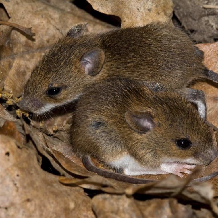 Уничтожения мышей в частном доме в Кривом Роге?