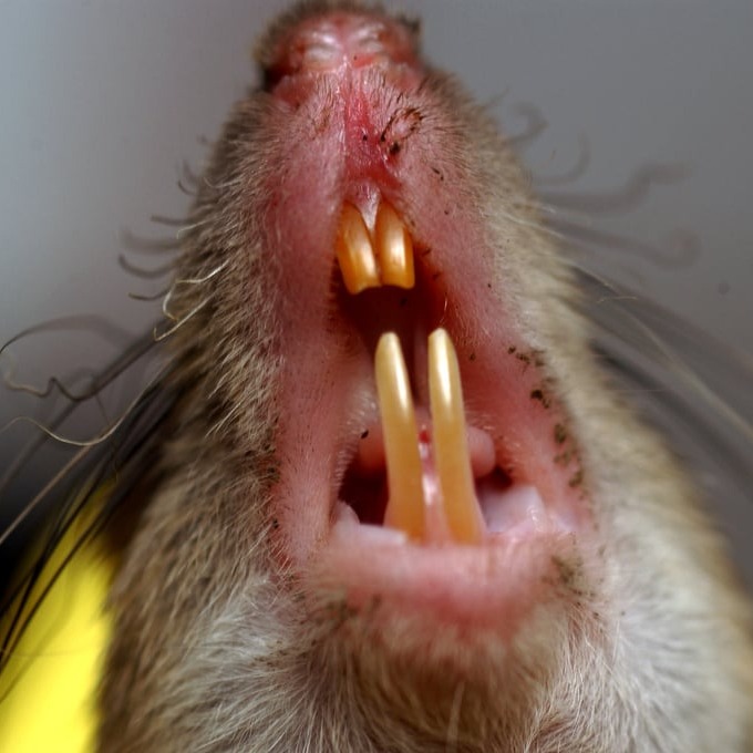 Дератизация крыс в Кривом Роге?